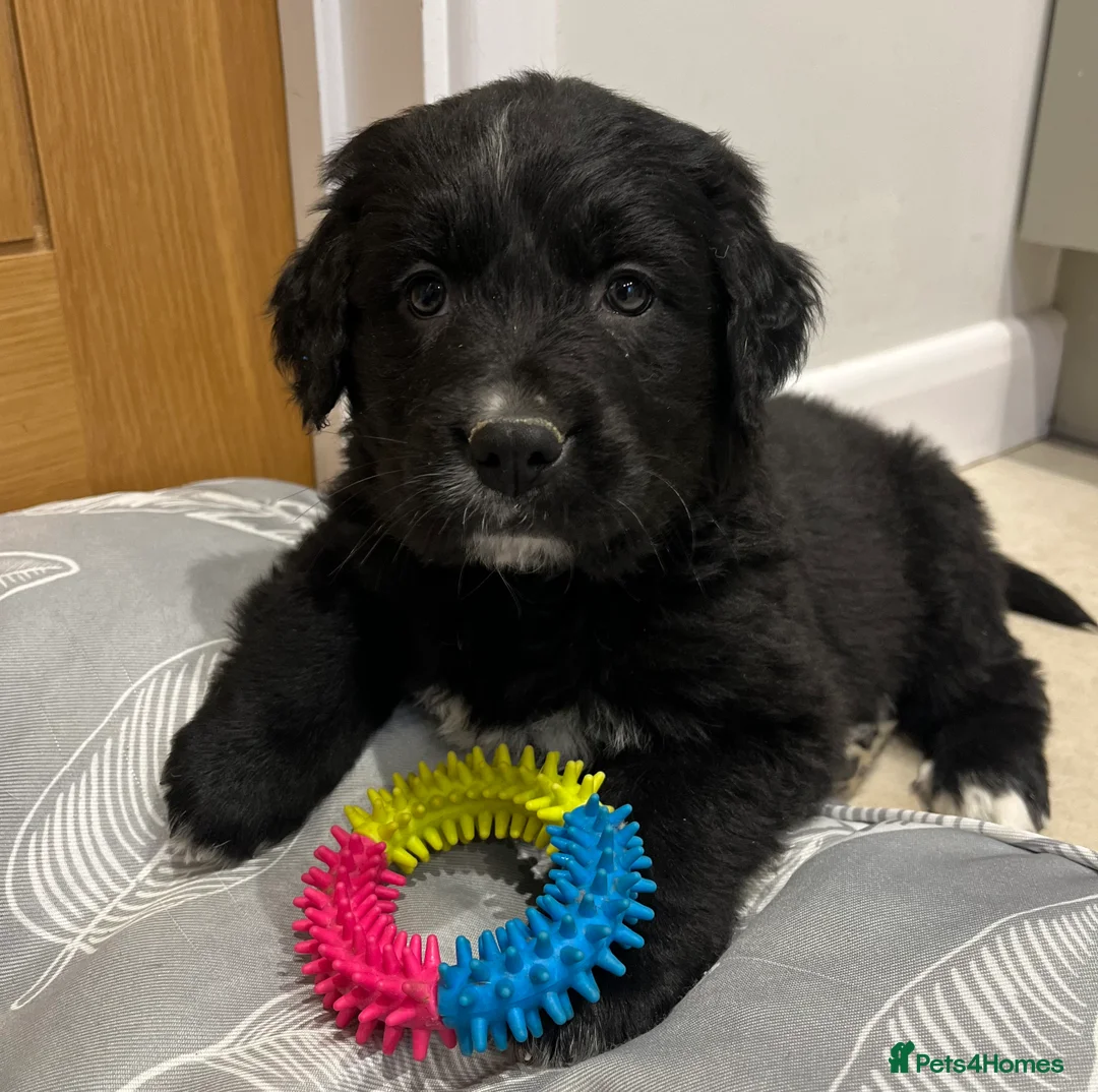 Golden Retriever dogs for sale: Beautiful Bernese Mountain Dog x Golden Retrievers - Advert 37