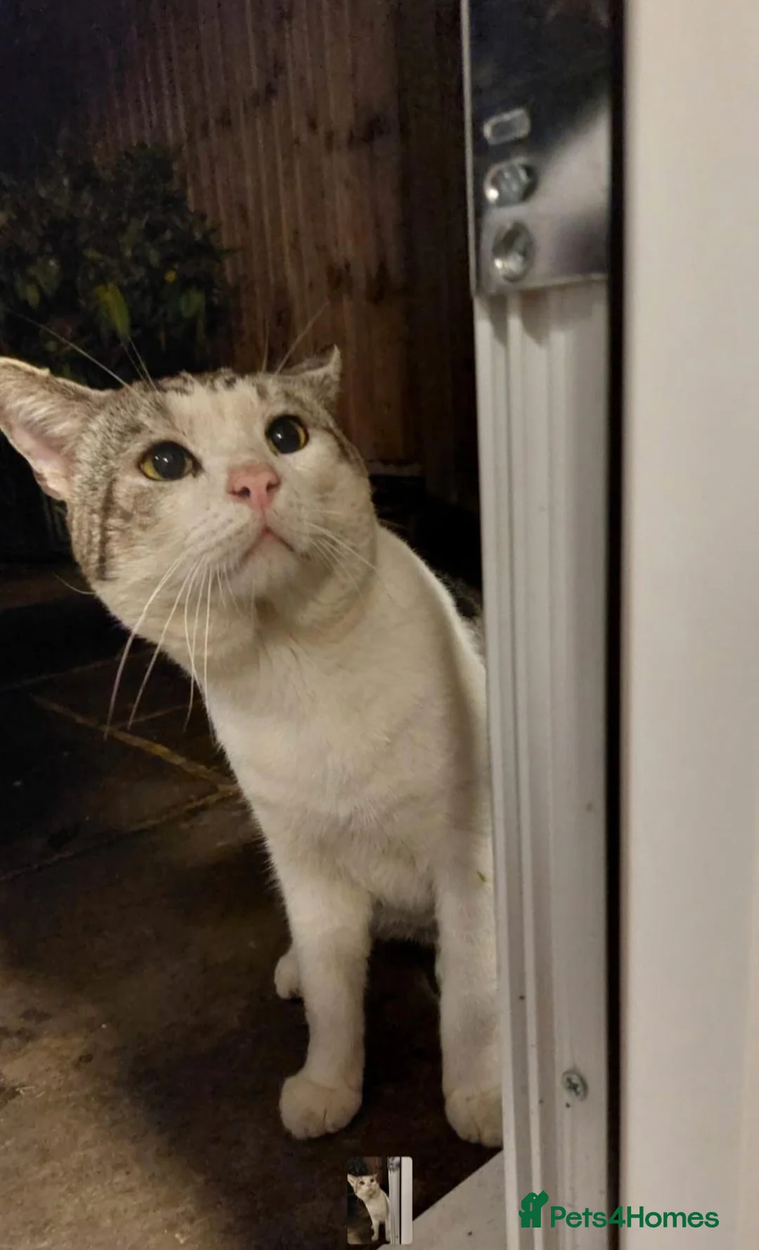 Mixed Breed cats for sale: Urgent home needed for this little male cat  - Advert 3