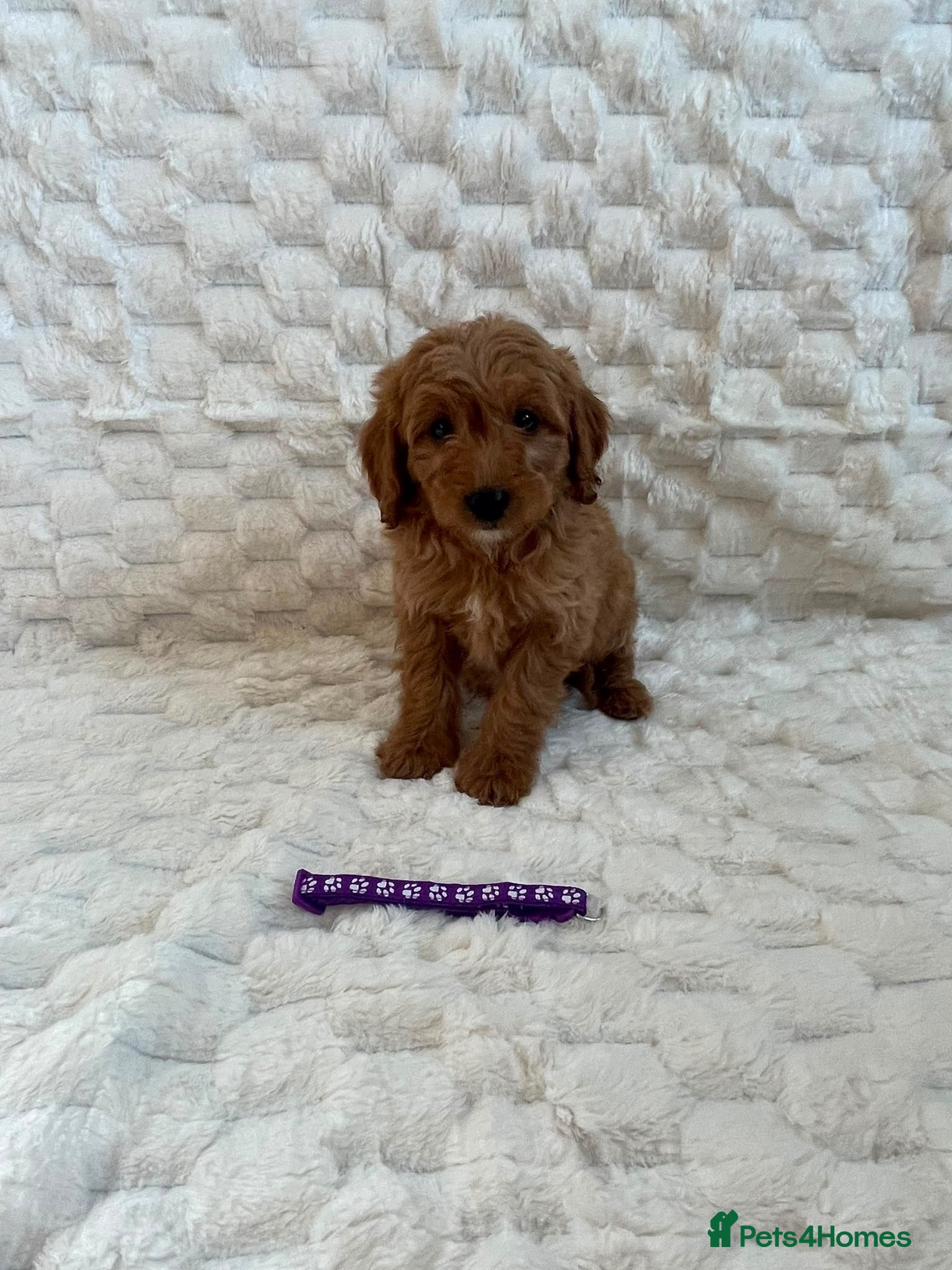 Mini Goldendoodle dogs Beautiful miniature Goldendoodles - Advert 1