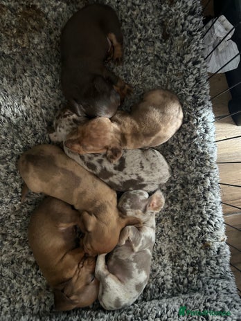 Miniature Dachshund dogs - Advert 2