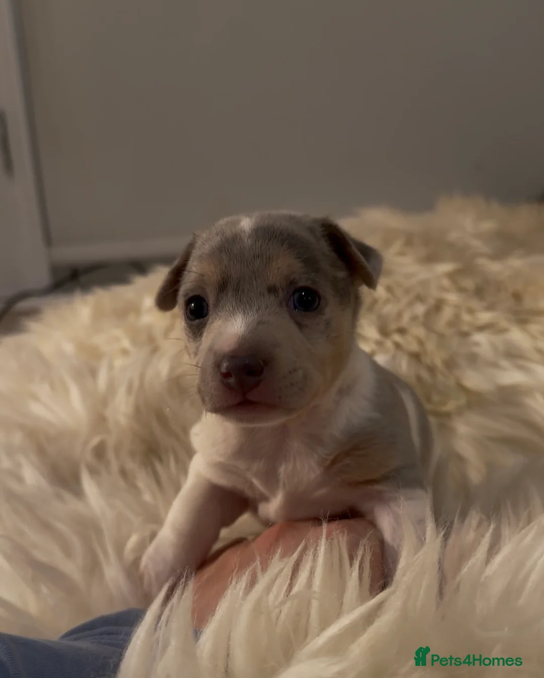 Jack Russell dogs for sale: Perfect Blue and Blue Merle Jack Russell Puppies - Advert 12
