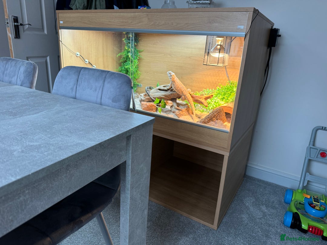 Bearded Dragon reptiles for sale: Bearded dragon and vivarium  - Image 4