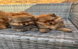 Pomeranian dogs for sale: LOOKING FOR THEIR FOREVER HOME ❤️ - Image 7
