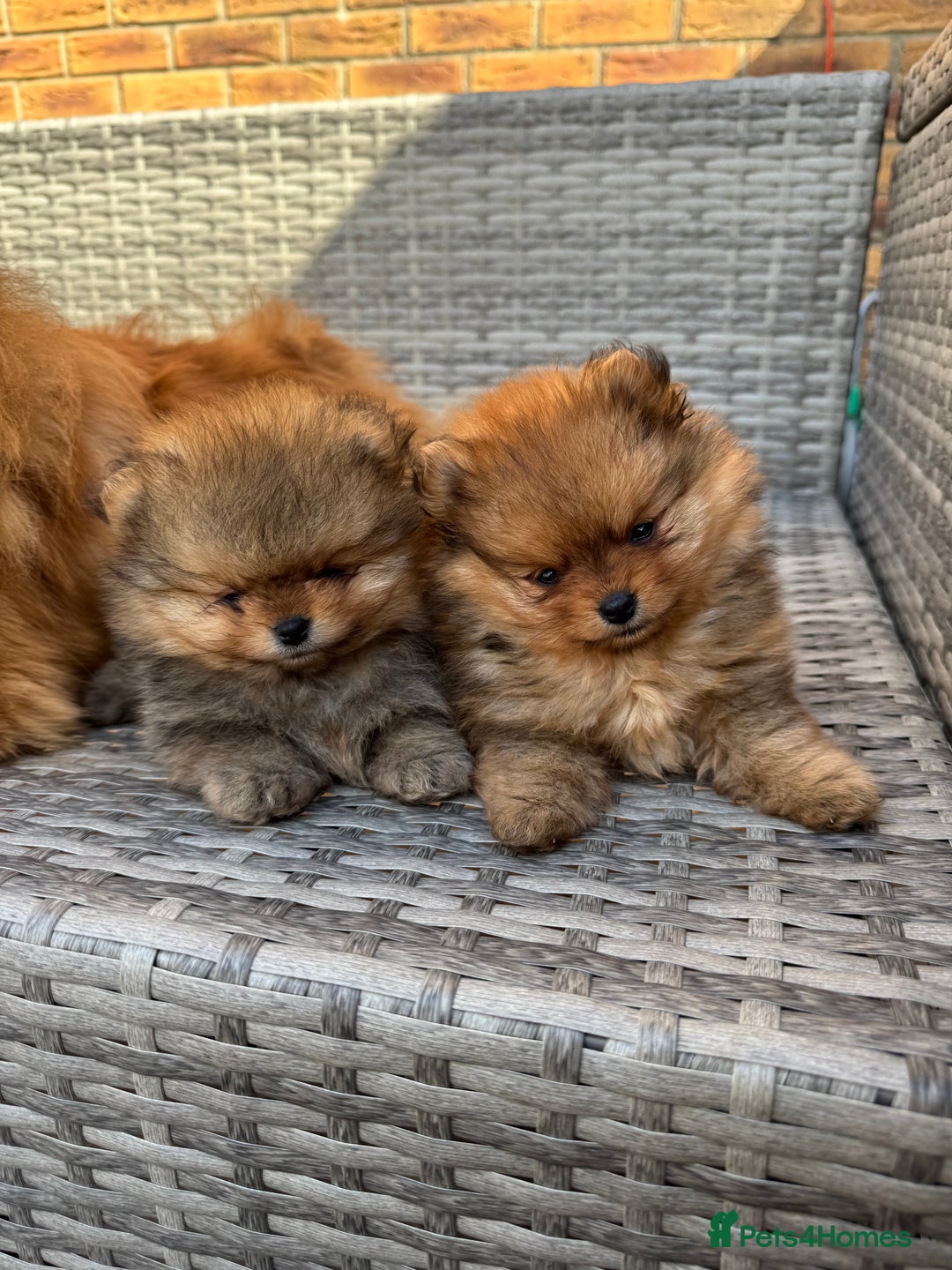 Pomeranian dogs for sale: LOOKING FOR THEIR FOREVER HOME ❤️ - Image 7