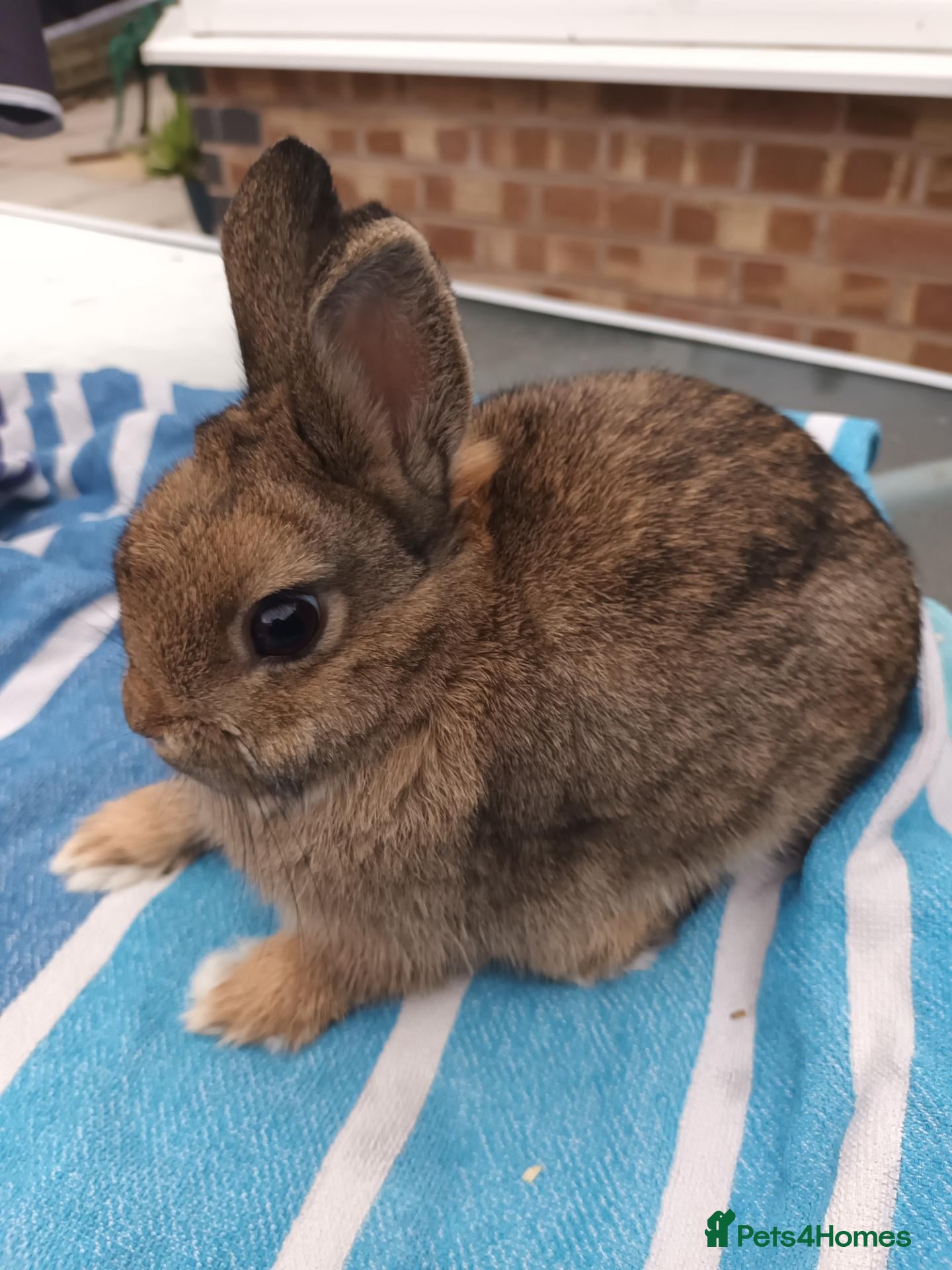 Netherland Dwarf rabbits Beautiful Netherland Dwarf buck - Advert 2