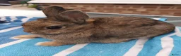 Netherland Dwarf rabbits for sale: Beautiful Netherland Dwarf buck - Advert 1