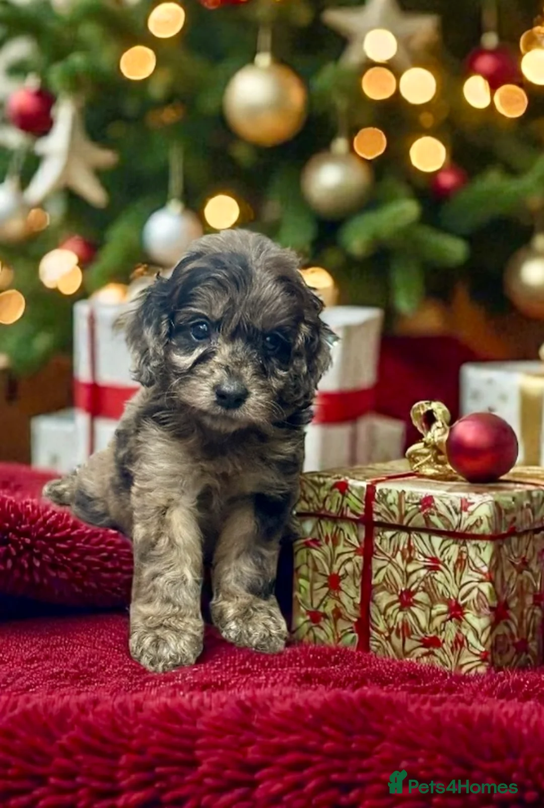 Toy Poodle dogs for stud: 5* health checked merle toy poodle licensed DNA  - Advert 15