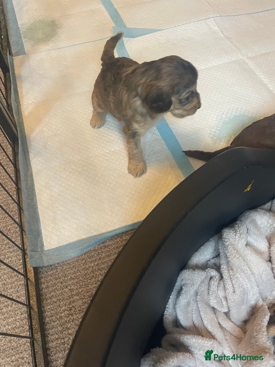 Cockapoo dogs for sale: Stunning sable cockapoos  - Advert 10