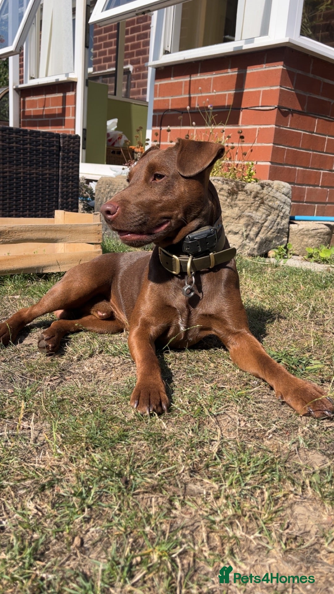 Patterdale Terrier dogs Working Chocolate Patterdale For Stud  - Advert 3