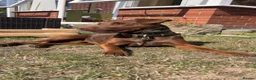 Patterdale Terrier dogs for stud: Working Chocolate Patterdale For Stud  in Wakefield - Advert 1