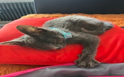 Ragdoll cats for sale: Beautiful Russian Blue Kitten  - Image 9