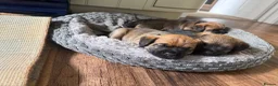 Border Terrier dogs for sale: KCR Border Terrier puppies  - Advert 10
