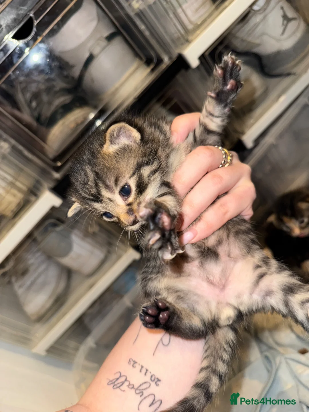 Ragdoll cats for sale: Kittens for sale  in Ashford - Advert 7