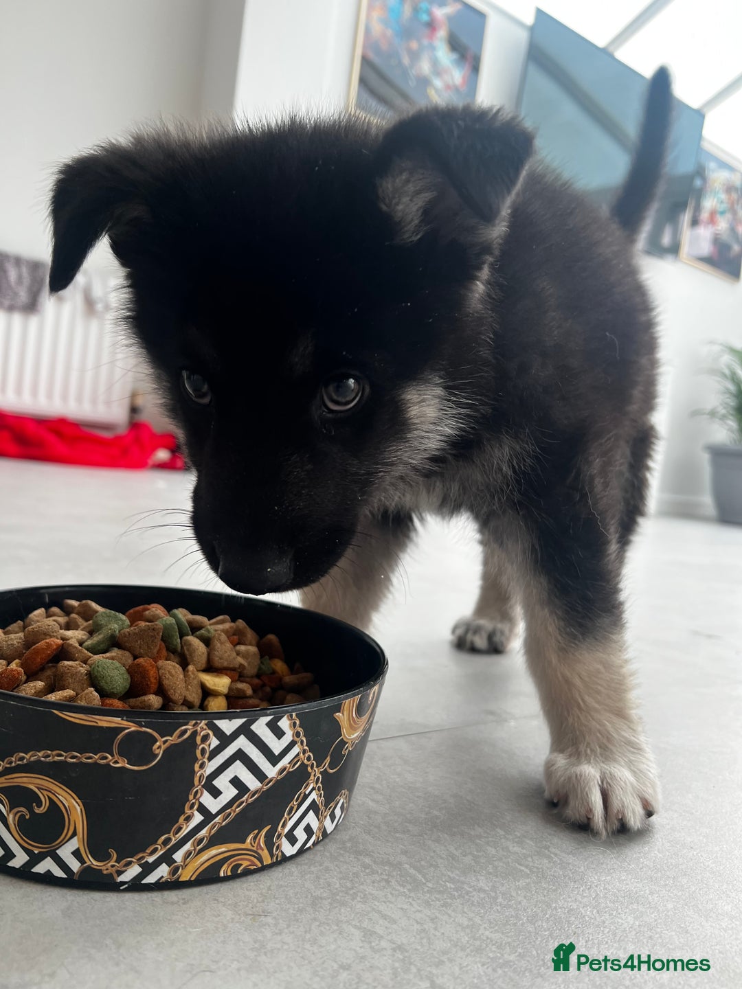 Shepsky dogs for sale: Male shepsky - Image 2