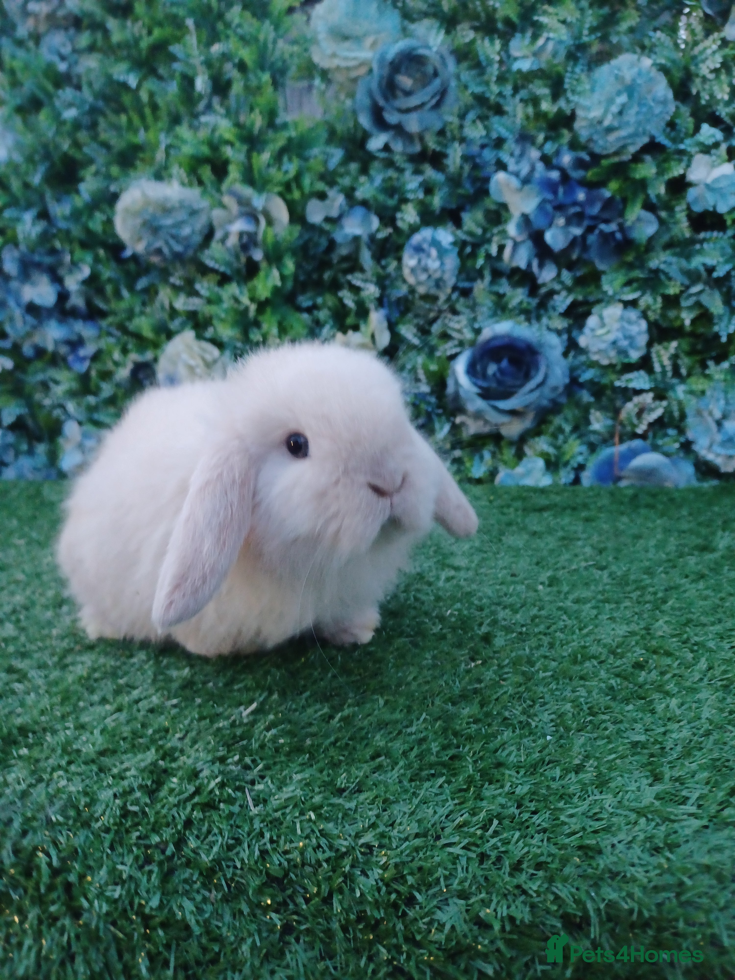 Mini Lop rabbits Beautiful Mini lop babies ready 4th Jan  - Advert 1