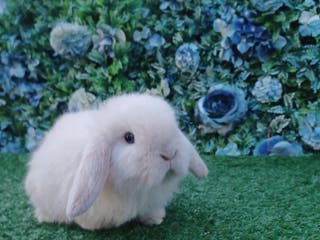 Mini Lop rabbits Beautiful Mini lop babies ready 4th Jan - Advert 1