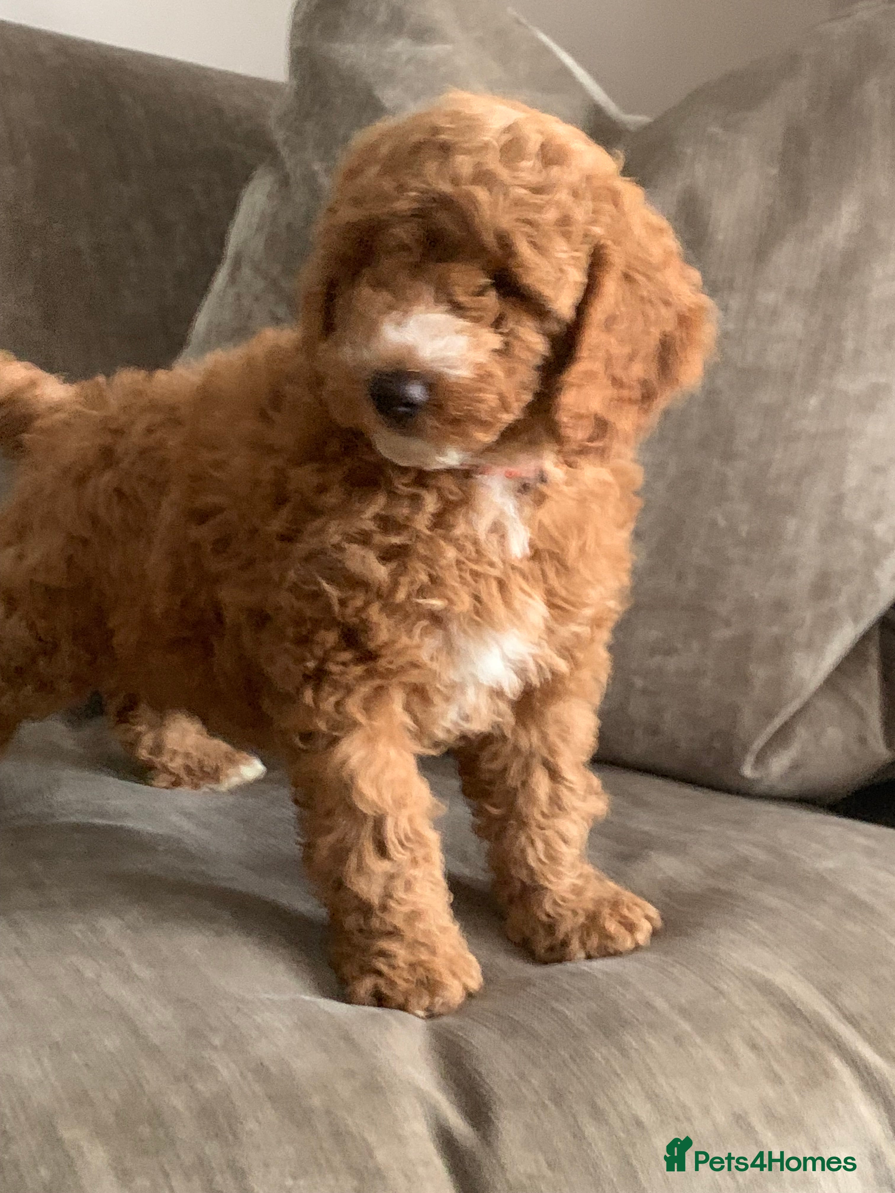 Aussiedoodle dogs Miniature Aussie Double Doddle puppies  - Advert 4