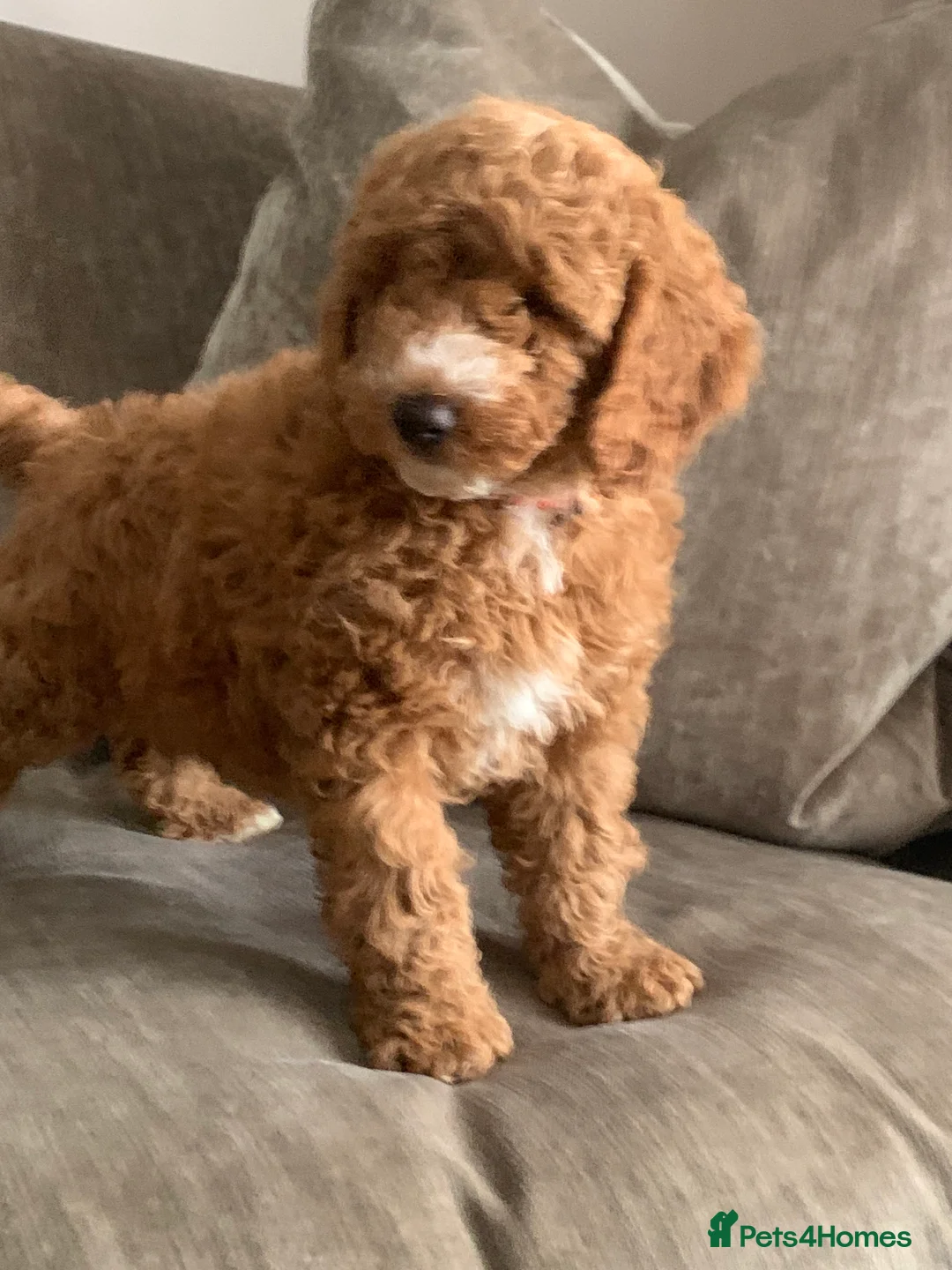 Aussiedoodle dogs for sale: Miniature Aussie Double Doddle puppies  - Advert 1