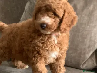 Aussiedoodle dogs Miniature Aussie Double Doddle puppies - Advert 4