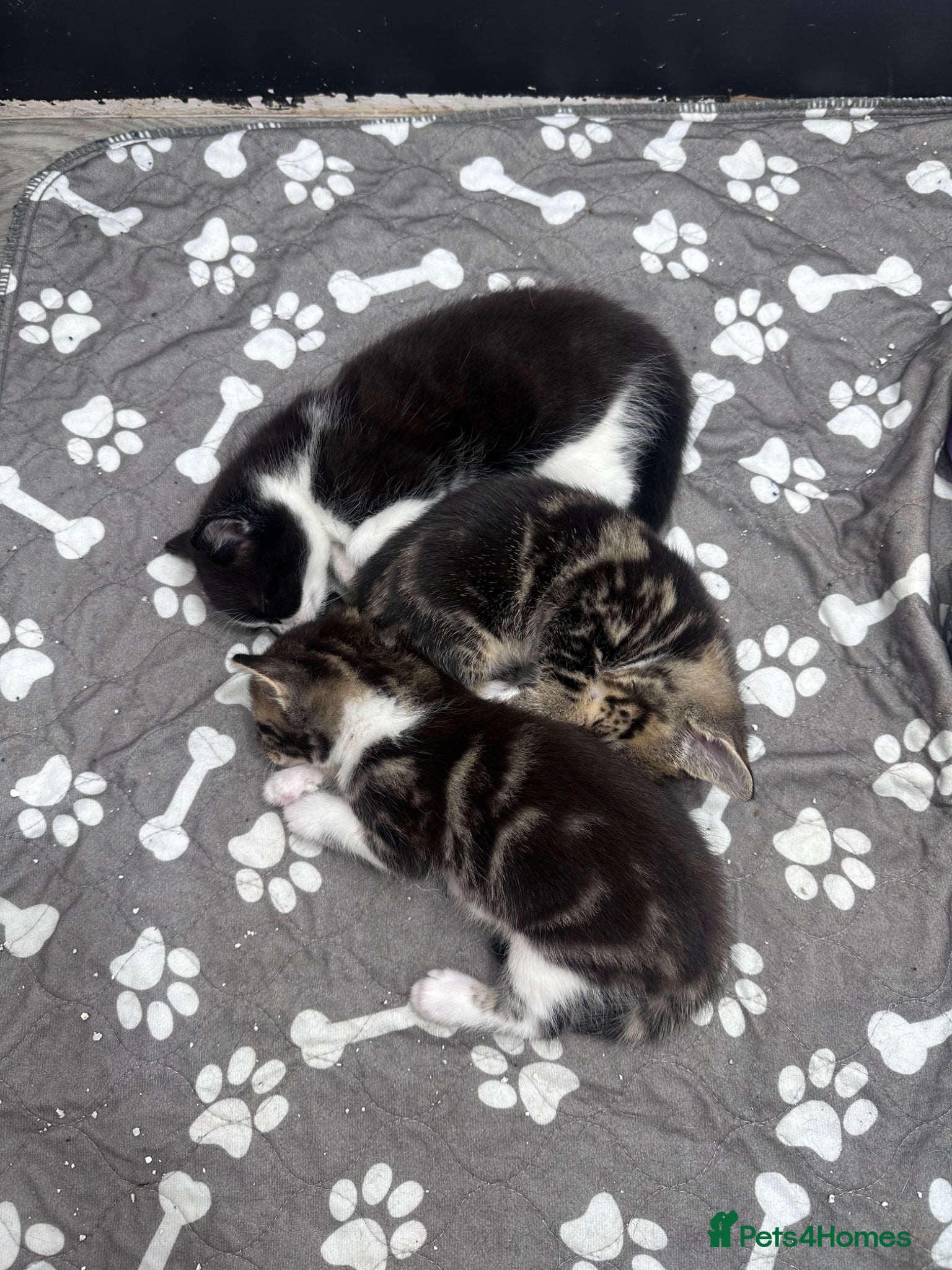 Mixed Breed cats Beautiful kittens looking for forever homes - Advert 11