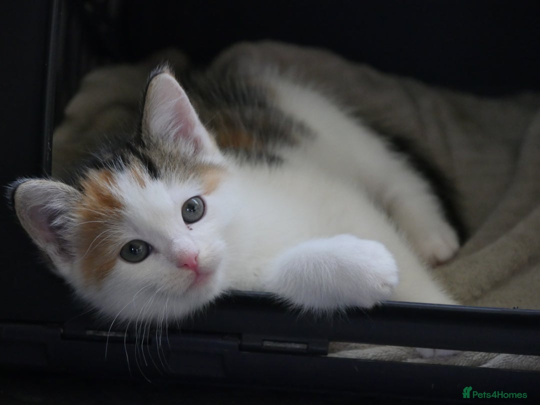 Mixed Breed cats for sale: Mix Ragdoll /Domestic cat  - Image 10