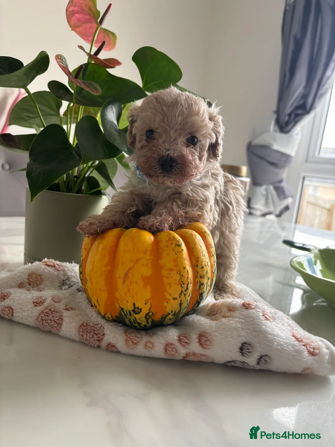 Toy Poodle dogs for sale: Beautiful Toy Poodle Puppies 🐾💫 - Advert 4