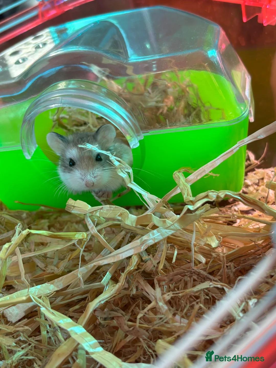 Hamster rodents for sale: Dwarf hamster in Nottingham - Advert 2