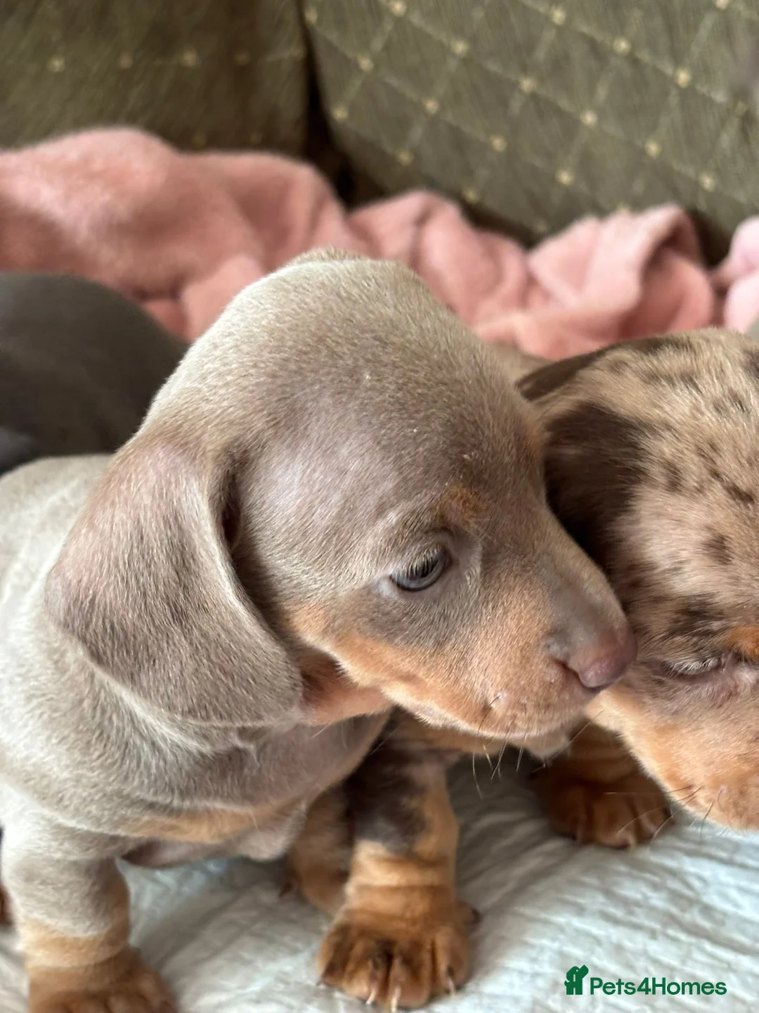 Dachshund dogs for sale: Miniature dashund - Advert 3