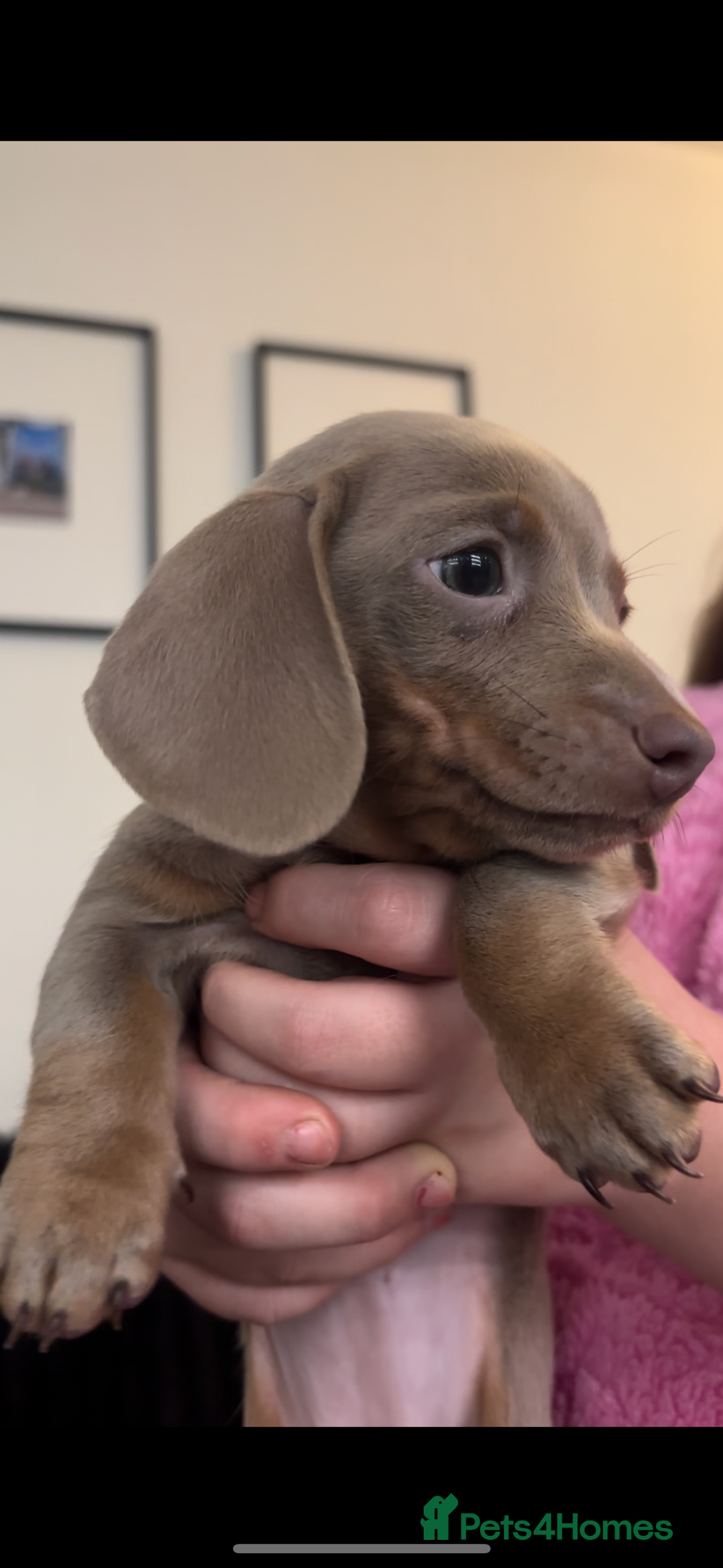 Miniature Dachshund dogs for sale: 🐾 2 female kc Isabella-tan mini dachshund pups 🐾 - Advert 4