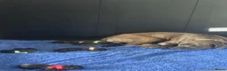 Cane Corso dogs for sale: Cane corso puppies - Advert 3