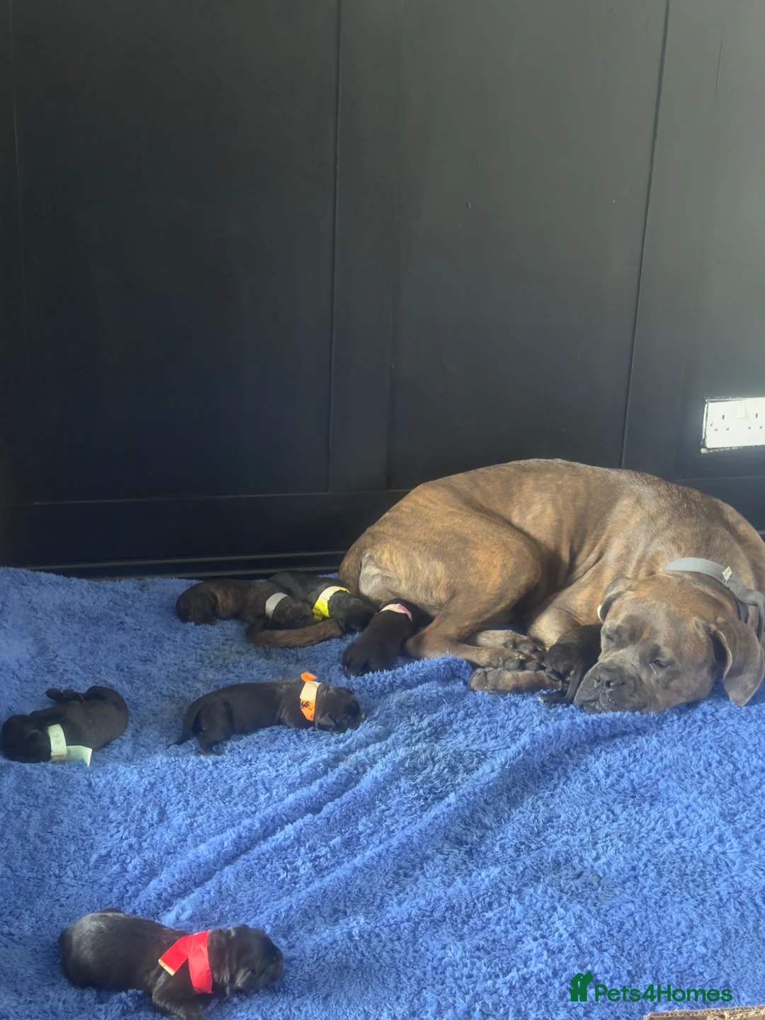 Cane Corso dogs for sale: Cane corso puppies - Advert 3