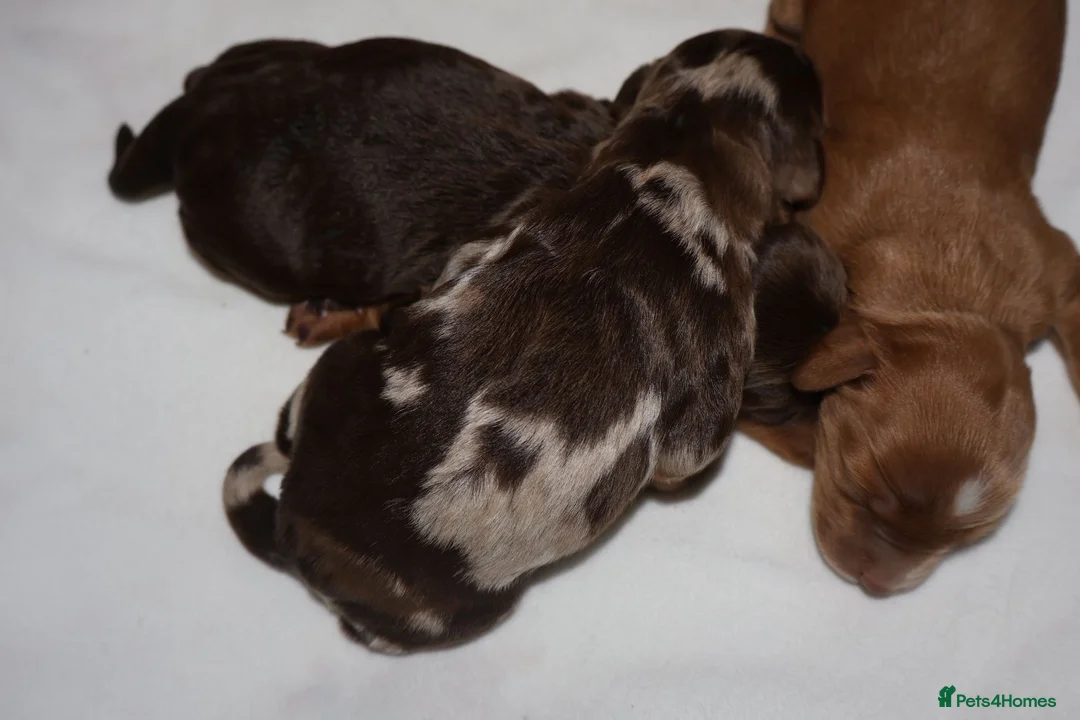 Cockapoo dogs for sale: Exceptional cockapoo puppies  - Advert 7