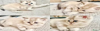 Scottish Fold 4