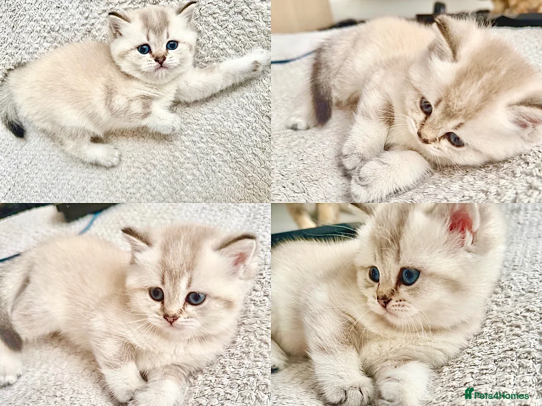 Scottish Fold cats for sale: Scottish Fold Kittens – Golden & Blue Eyed Babies - Advert 9