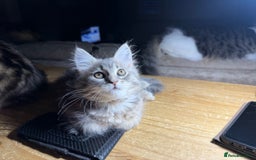 Persian cats for sale: Gorgeous Persian Cross Kittens - Image 20