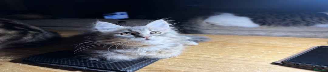 Persian Grey kitten - Boy - Yellow Collar