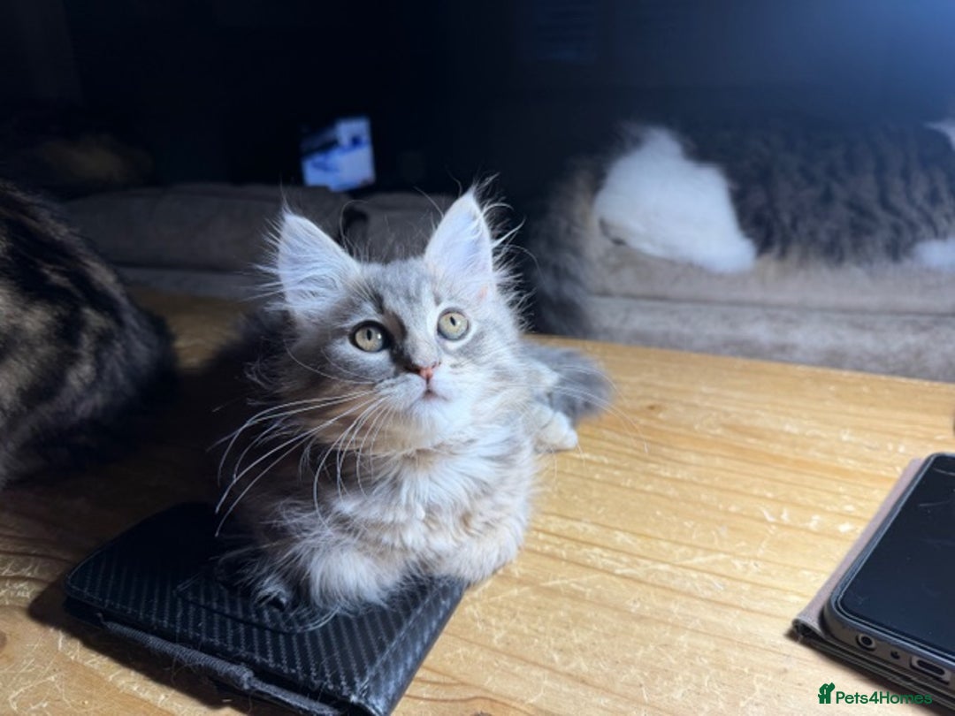 Persian cats for sale: Gorgeous Persian Cross Kittens - Image 20