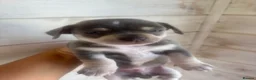 Chihuahua dogs for sale: CHIHUAHUA BEAUTIFUL READY 20TH JUNE LAST BOY - Advert 11