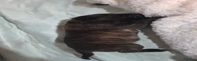 Black brindle