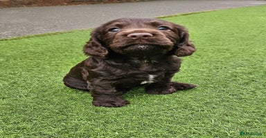 Cocker Spaniel dogs - Advert 3