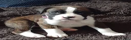 Boxer dogs for sale: Beautiful boxer pups for sale - Advert 12
