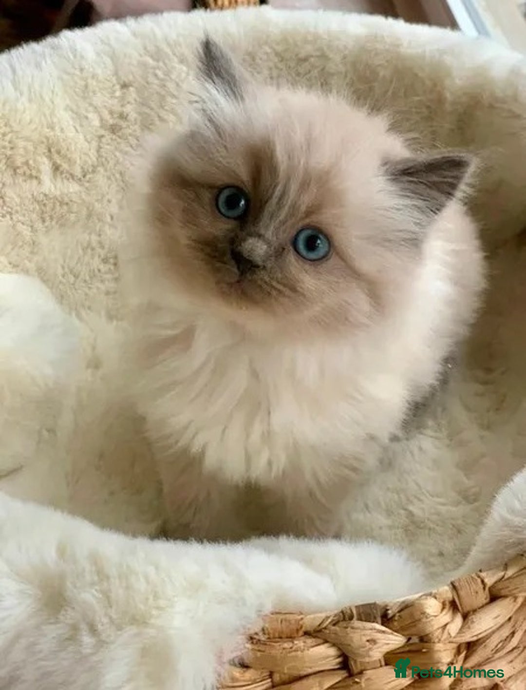 Ragdoll cats for sale: Splendid fluffy Ragdolls - Image 6