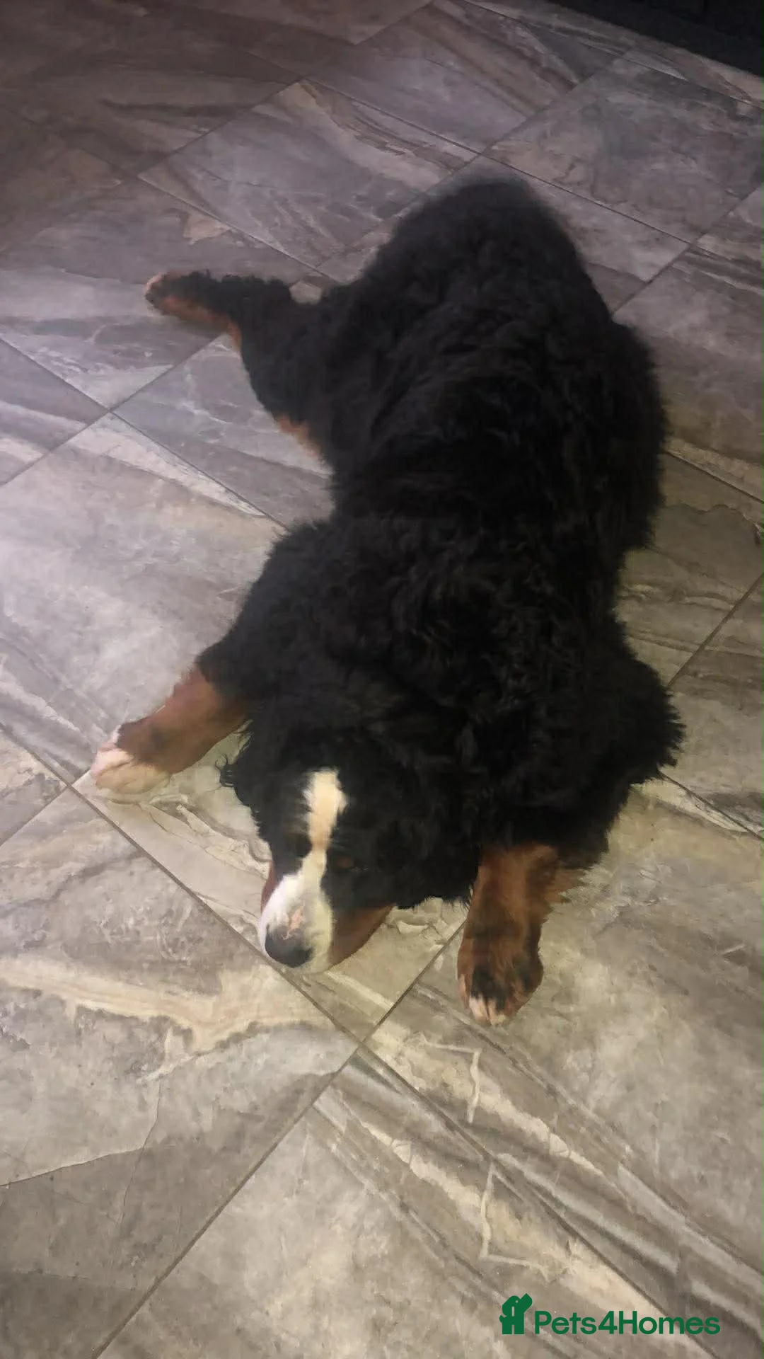 Bernese Mountain Dog dogs for sale: Quality Bernese Mountain Dog Puppies  - Advert 6