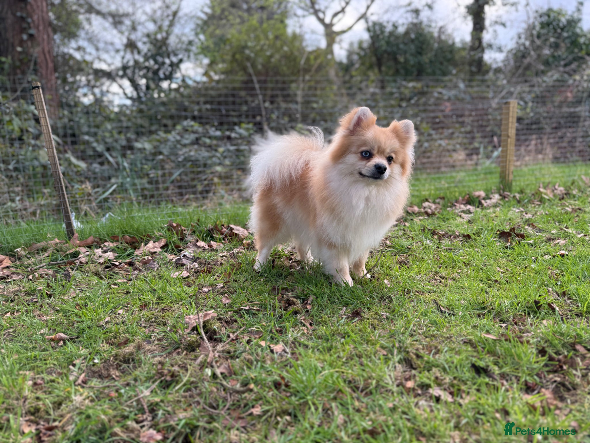 Pomeranian dogs Premium Purebred Pomeranians  - Advert 2