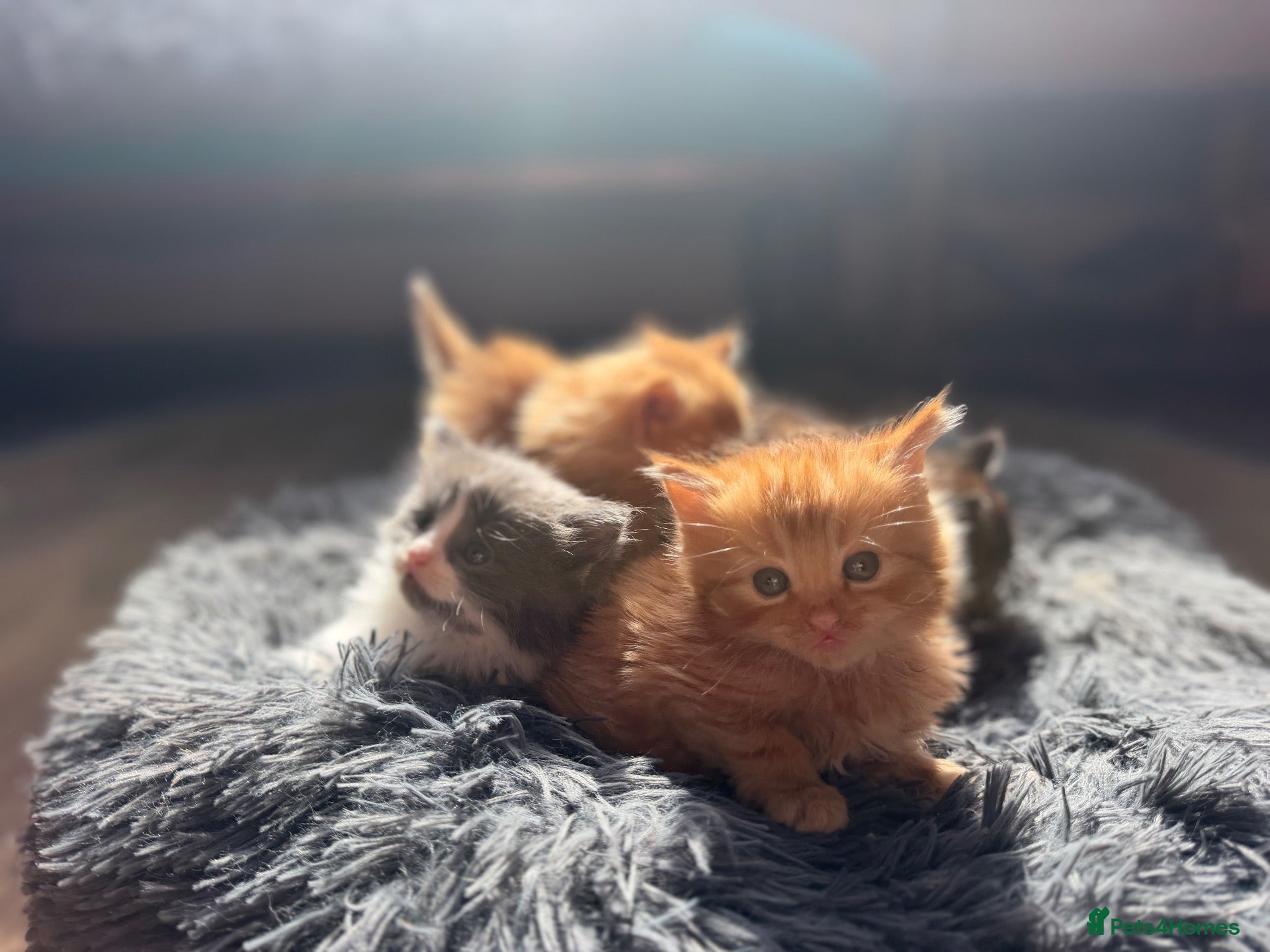 Mixed Breed cats Stunning kittens - Advert 4