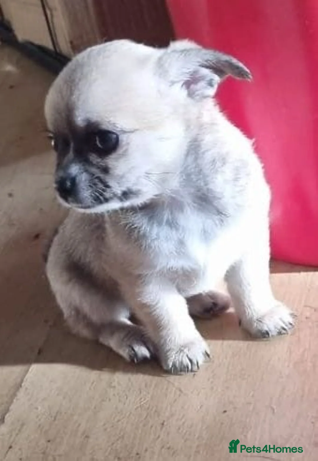 Chihuahua dogs for sale: Chihuahua pups - Advert 4