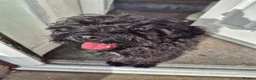 Cockapoo dogs for sale: Teddy B. 1 Year old Cockapoo (Fully Trained) in Halifax - Advert 3