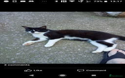 Domestic Shorthair cats for sale: 3 male kittens - Image 9