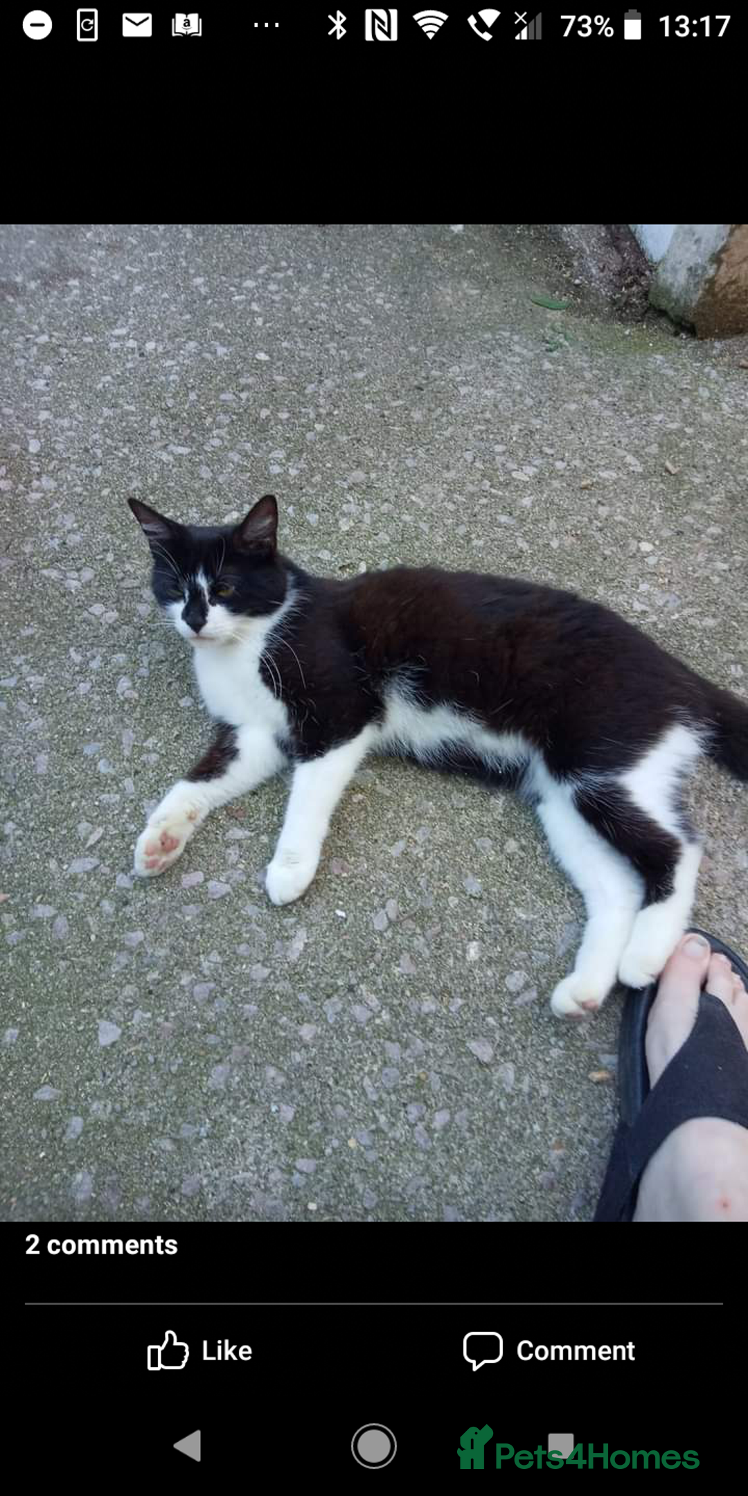 Domestic Shorthair cats for sale: 3 male kittens - Image 9