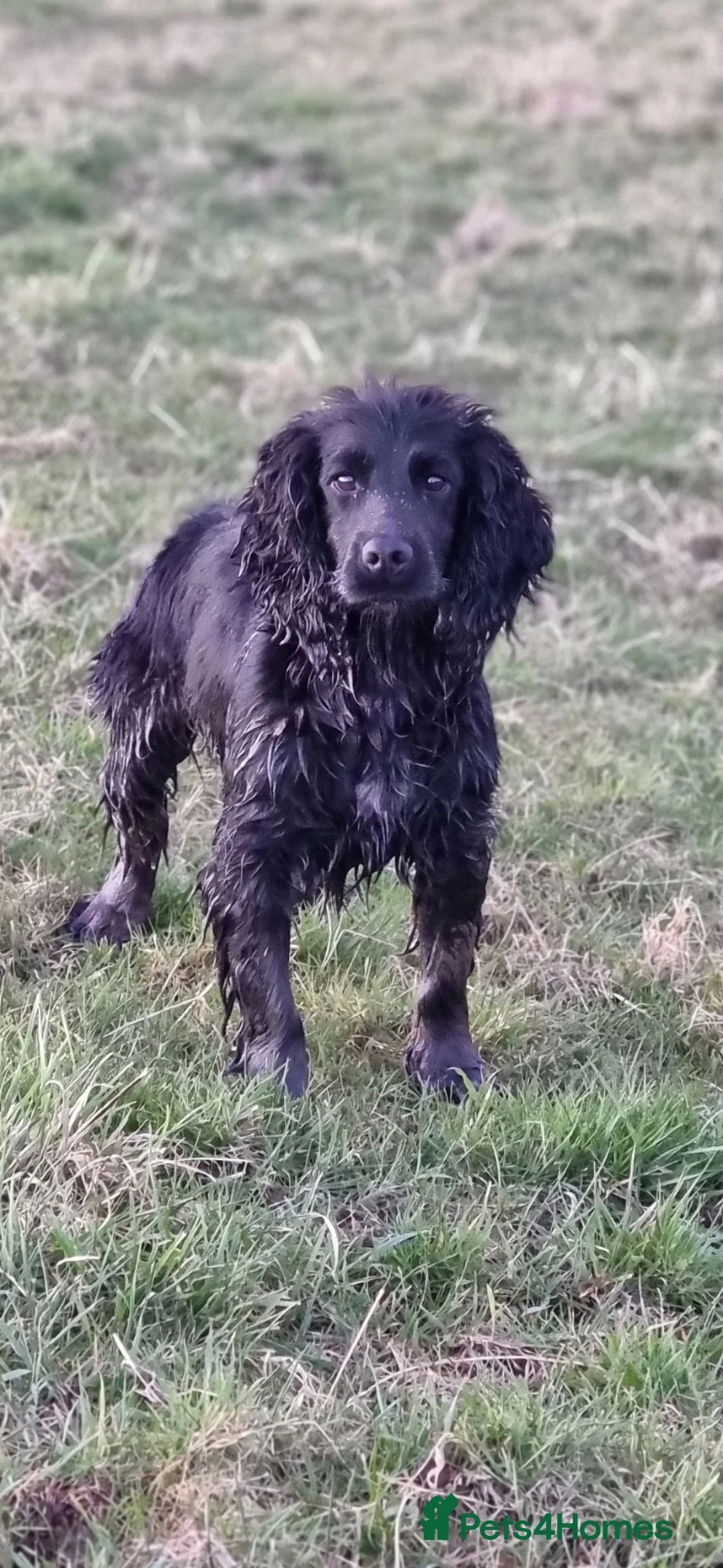 Cocker Spaniel dogs for sale: 4 working cocker spaniel puppies  in Tetbury - Advert 2